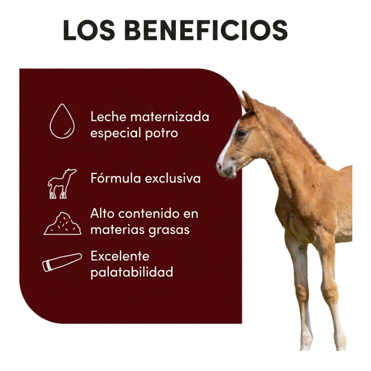 Infografía de los beneficios de leche maternizada Lactofoal para potros, con potro