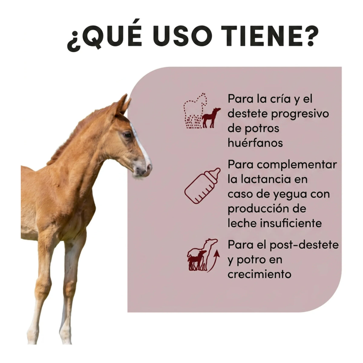 Infografía de usos de Lactofoal para potros huérfanos y destete, con potro