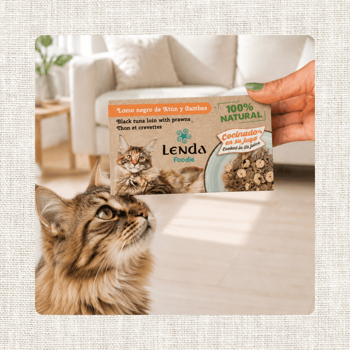 Gato mirando el envase de Lenda Foodie atún con gambas para gatos, EAN 18435578290024