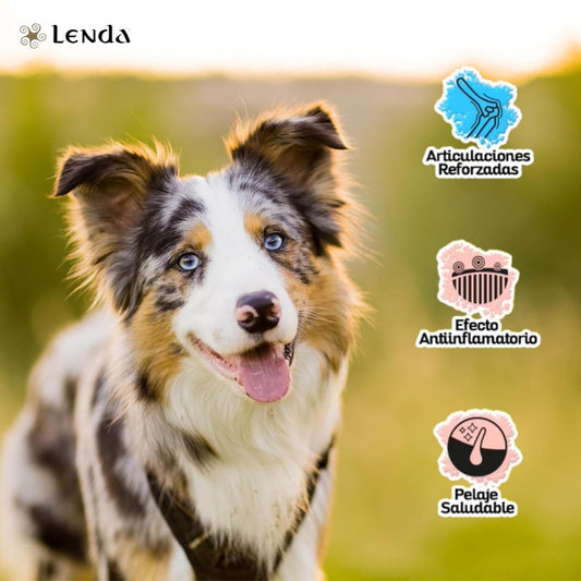 Perro adulto Lenda con fondo verde y distintivos que destacan los beneficios del pienso Lenda Lamb para articulaciones reforzadas, efecto antiinflamatorio y pelaje saludable