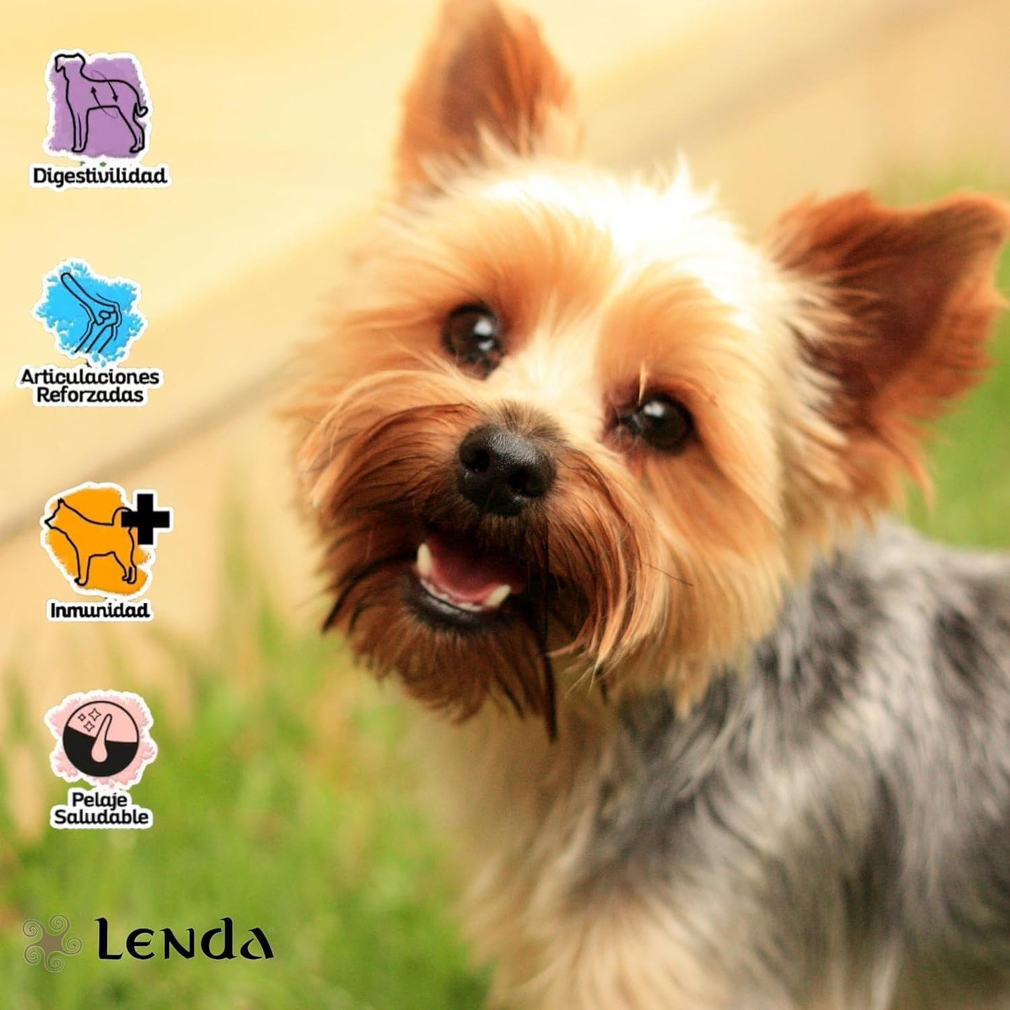 Perro pequeño sano y activo alimentado con pienso Lenda Mini Meat and Fish
