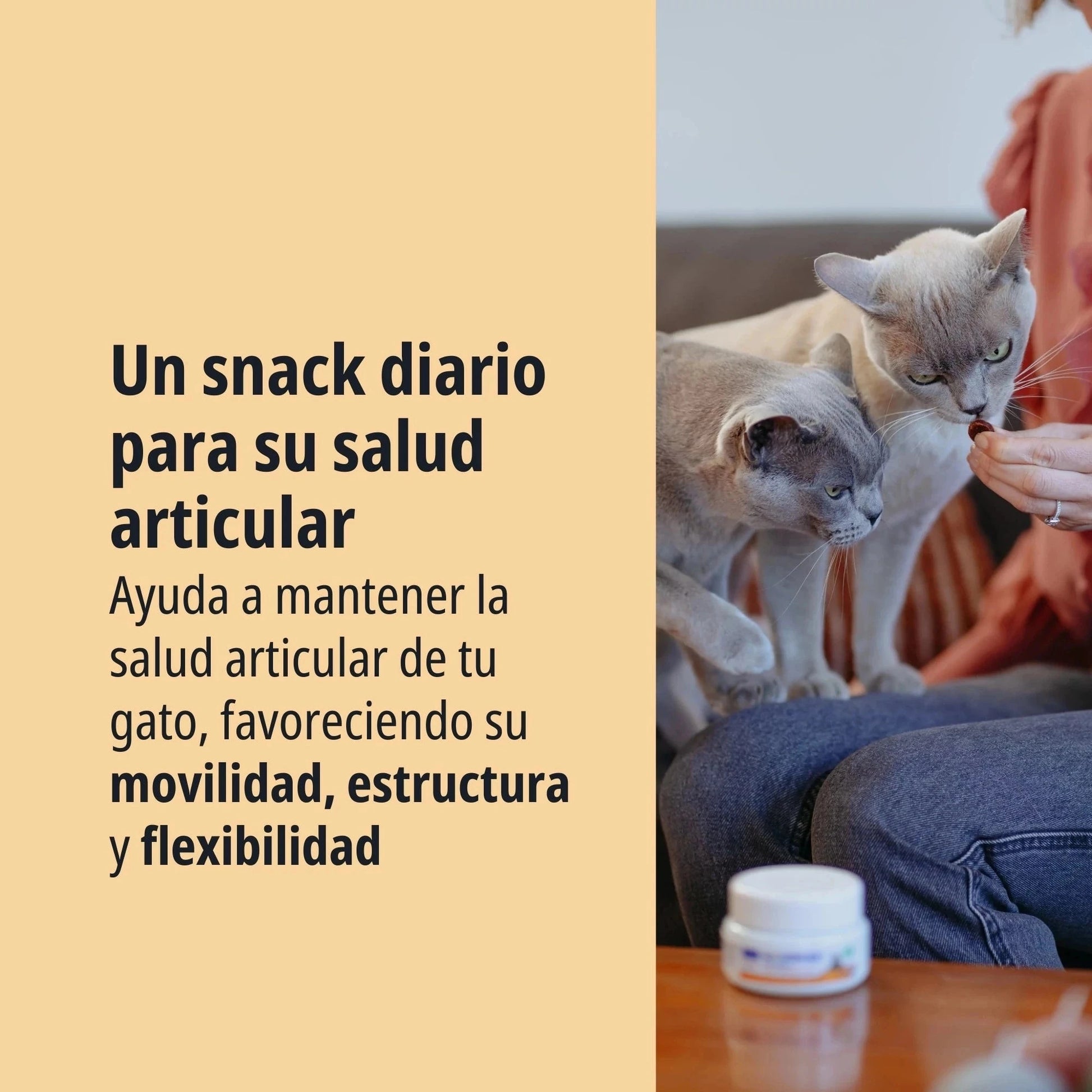 Persona ofreciendo un masticable Movoflex Virbac a dos gatos de raza Burmese color azul sentados en un sofá, con el bote del producto visible en primer plano, y texto Un snack diario para su salud articular favoreciendo movilidad, estructura y flexibilidad