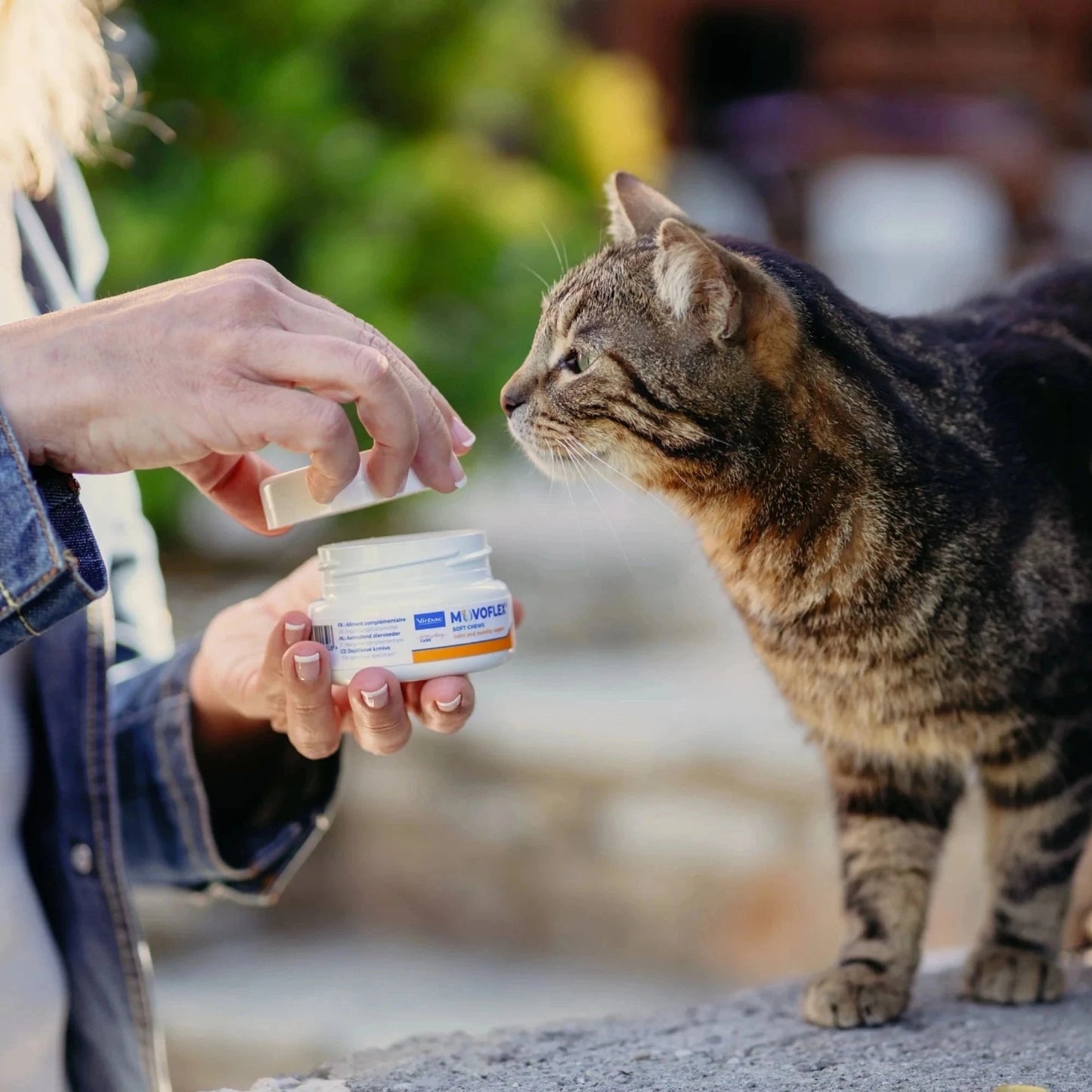 Gato atigrado marrón al aire libre acercándose a oler un masticable Movoflex Virbac que sostiene una persona junto al bote del producto, sobre fondo de piedra y vegetación