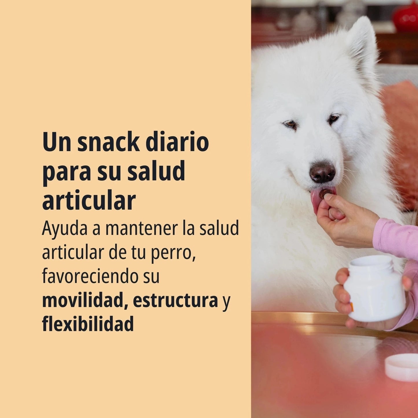 Persona ofreciendo un masticable Movoflex Virbac a un Samoyedo blanco grande en una mesa, con texto Un snack diario para su salud articular favoreciendo movilidad, estructura y flexibilidad