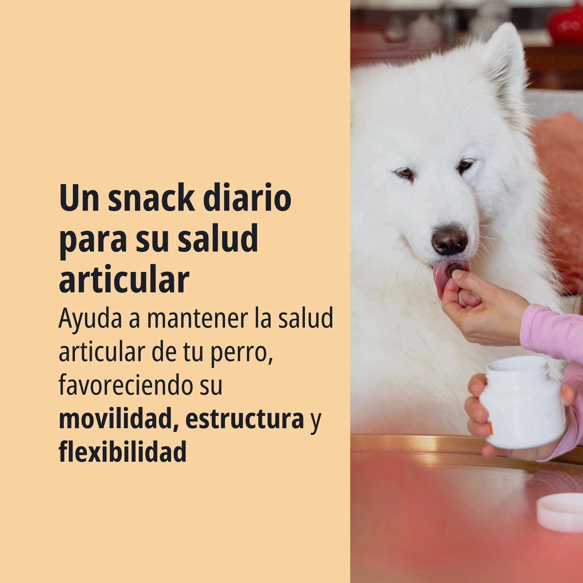 Persona ofreciendo un masticable Movoflex Virbac a un Samoyedo blanco grande en una mesa, con texto Un snack diario para su salud articular favoreciendo movilidad, estructura y flexibilidad