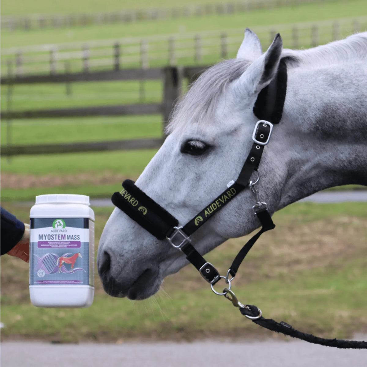 Caballo gris en un prado con el bote de Myostem Mass Audevard para caballos a su lado