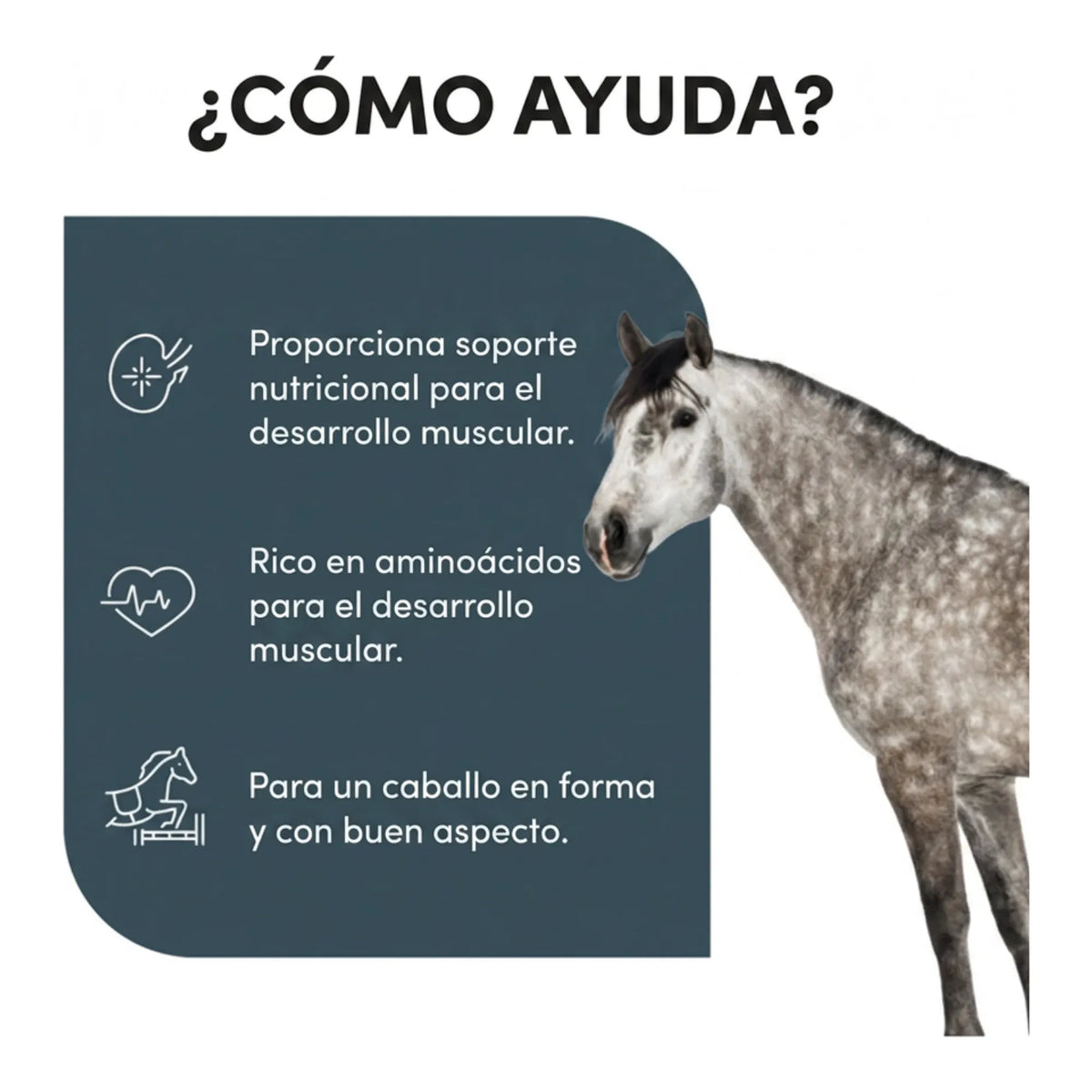 Infografía sobre cómo ayuda al desarrollo muscular del caballo con aporte de aminoácidos
