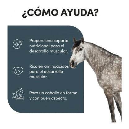 Infografía sobre cómo ayuda al desarrollo muscular del caballo con aporte de aminoácidos