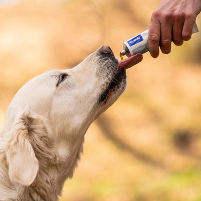 Labrador Retriever dorado lamiendo Nutri-Plus Gel Virbac directamente desde el tubo que sostiene una mano, al aire libre con fondo bokeh anaranjado