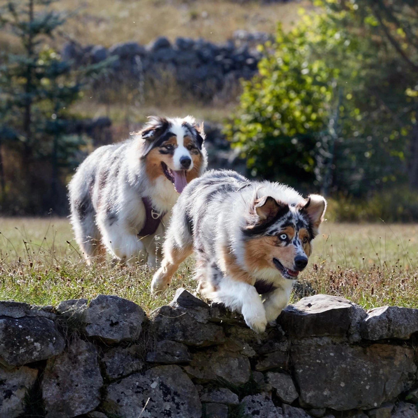 Dos perros de raza Pastor Australiano saltando con energía sobre un muro de piedra en un campo al aire libre mostrando la vitalidad que aporta Nutribound Virbac