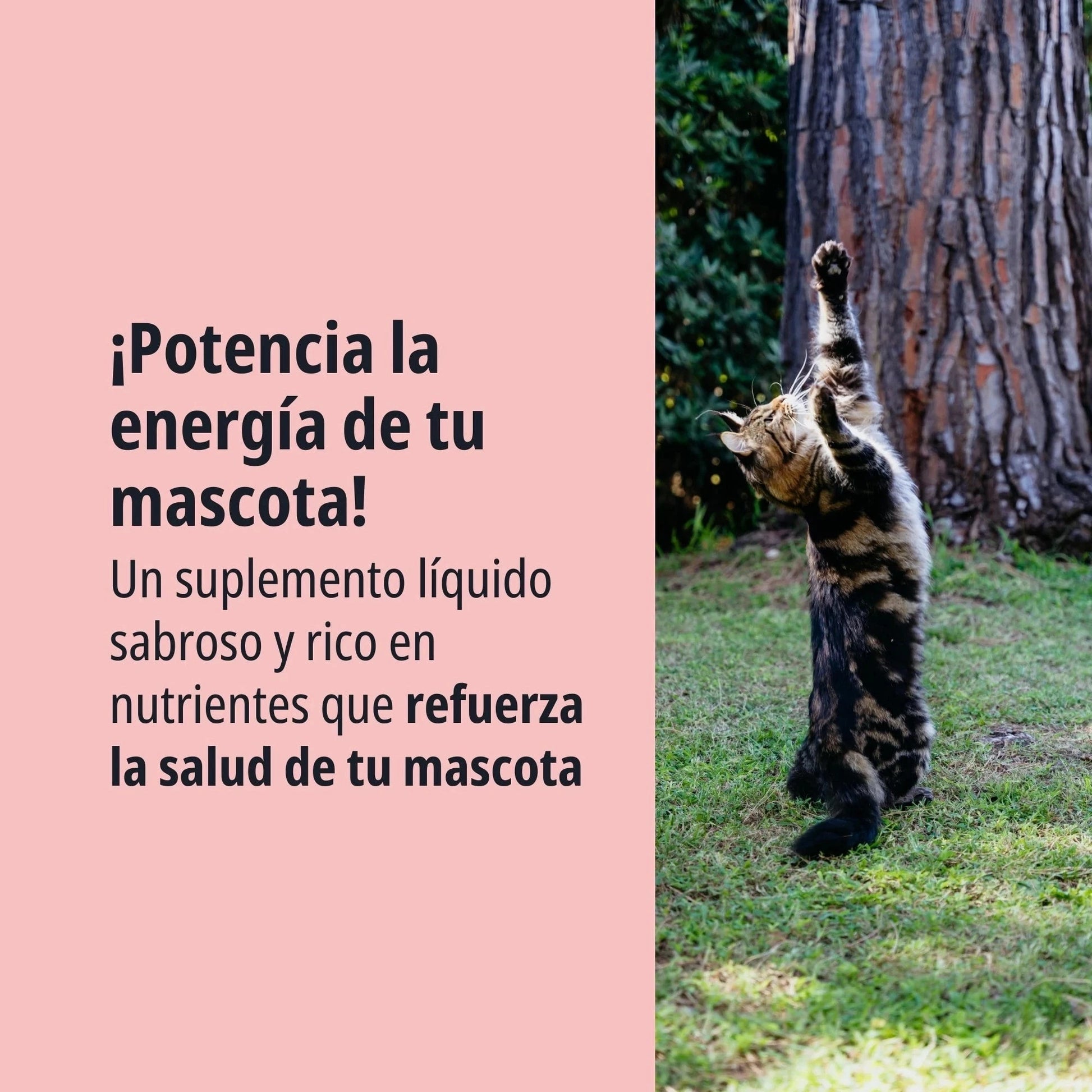 Gato atigrado tabby saltando hacia arriba junto a un árbol en el jardín sobre fondo rosa salmón con texto Potencia la energía de tu mascota un suplemento líquido sabroso y rico en nutrientes que refuerza la salud de tu mascota