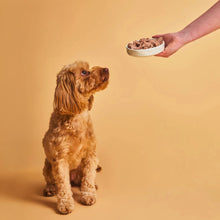 Perro de pelo rizado sentado mirando el cuenco de comida húmeda que le acercan