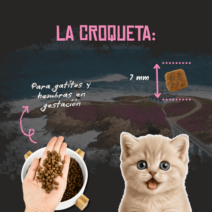 Croqueta de 7 mm del pienso Lenda Kitten para gatitos, EAN 8435578201504