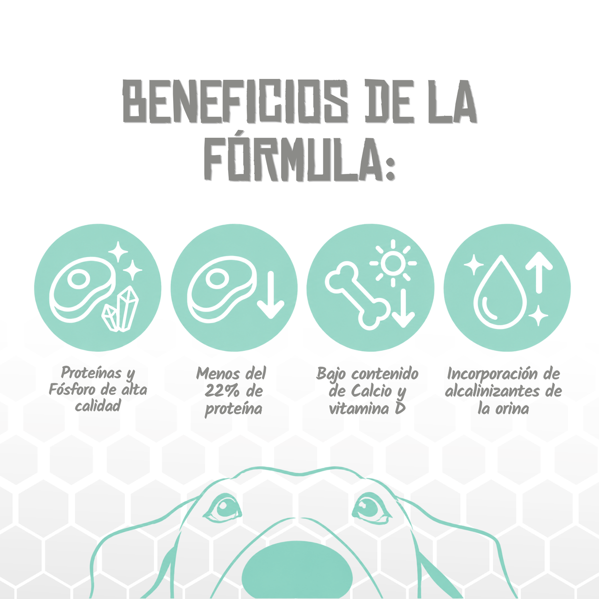 Iconos de beneficios de la fórmula Renal and Oxalate de Lenda, EAN 8435578250106 / 8435578250113