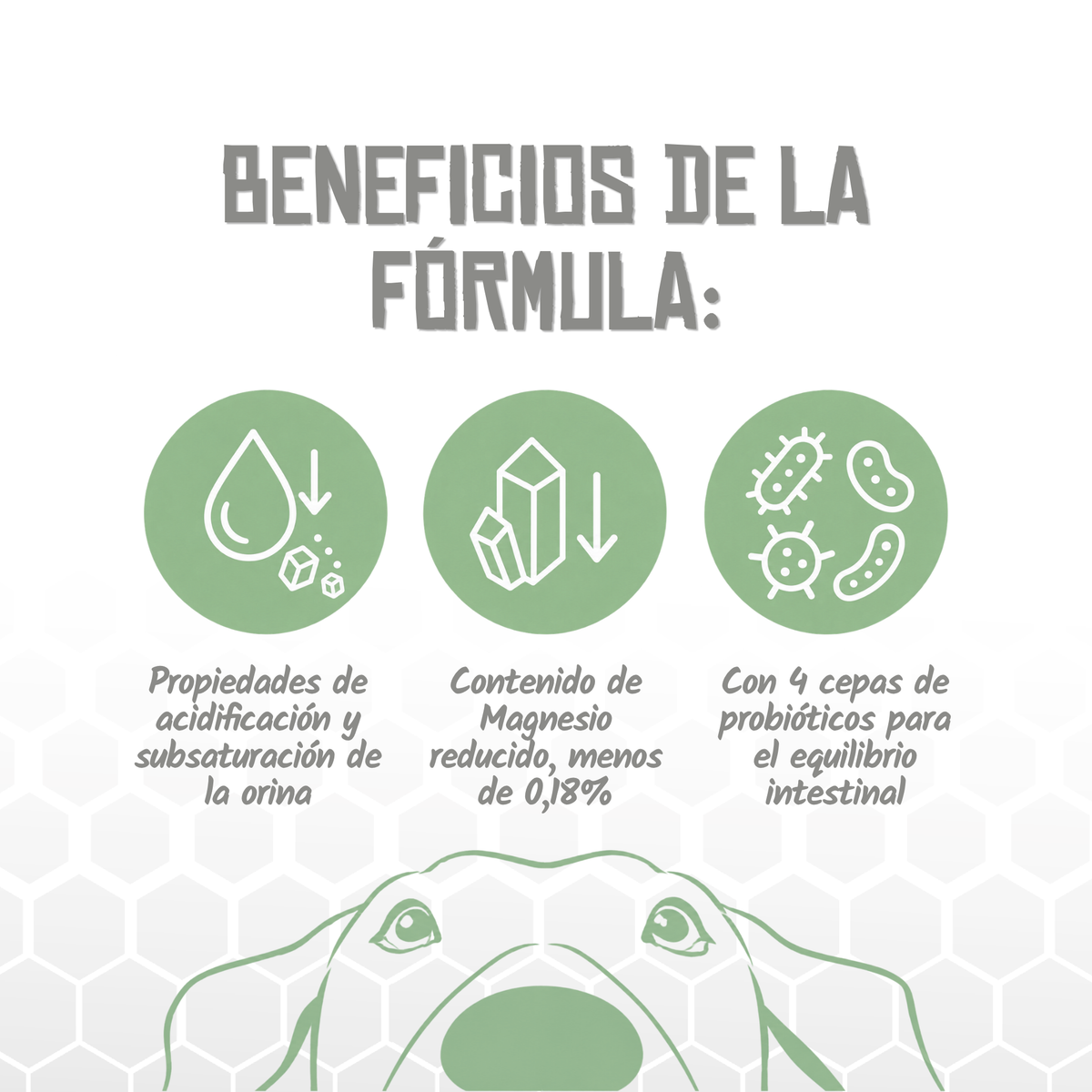 Iconos de beneficios de la fórmula Urinary and Struvite de Lenda, EAN 8435578250120 / 8435578250137