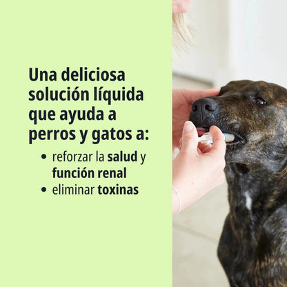 Persona administrando Pronefra Virbac con jeringuilla oral en la boca de un perro mestizo atigrado, con texto sobre fondo verde una deliciosa solución líquida que ayuda a reforzar la salud renal y eliminar toxinas