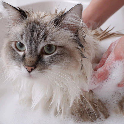 Gato de pelo largo gris y blanco tipo Norwegian Forest Cat mojado y cubierto de espuma siendo bañado con las manos en una bañera