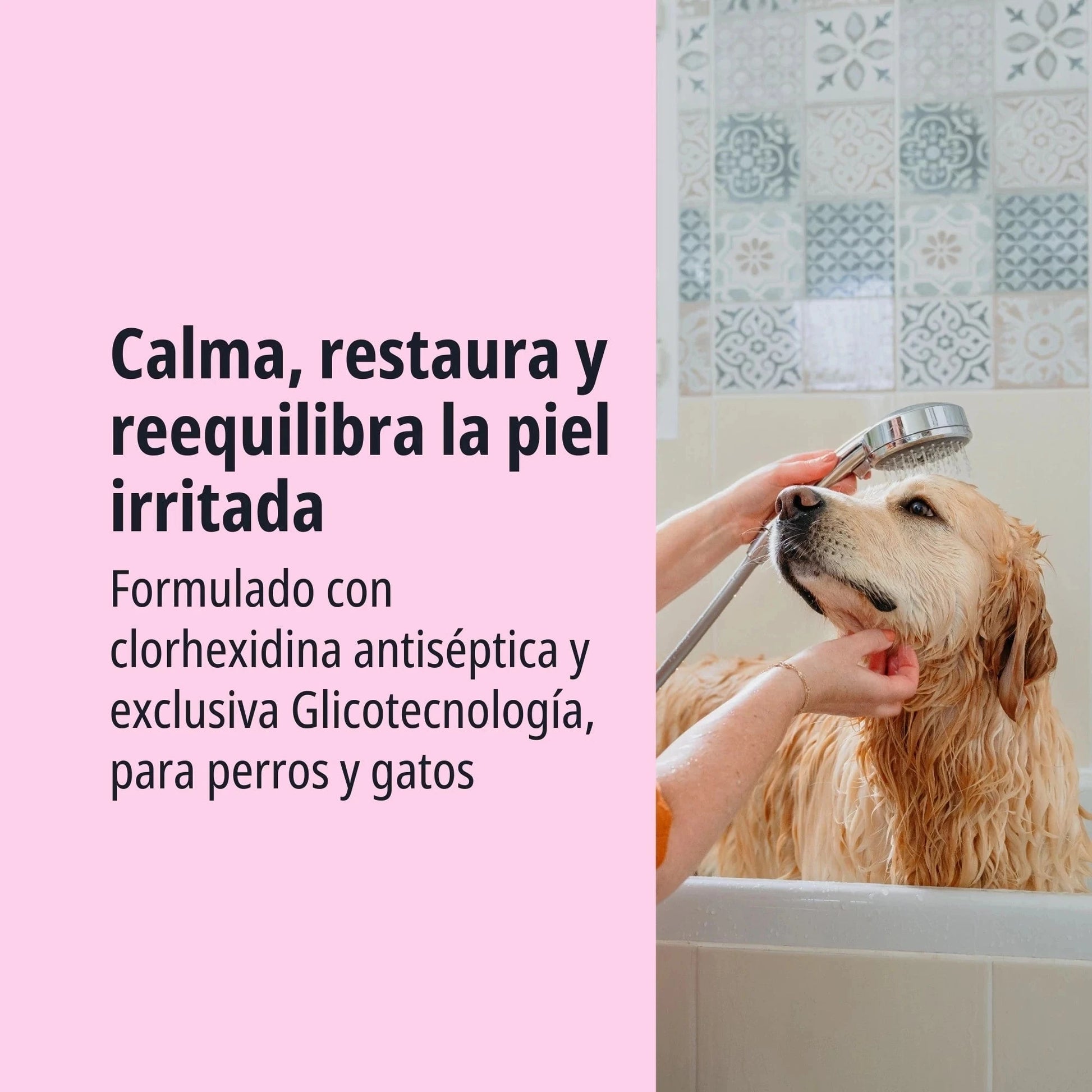 Golden Retriever mojado siendo bañado con ducha de mano en bañera, texto Calma restaura y reequilibra la piel irritada, formulado con clorhexidina antiséptica y exclusiva Glicotecnología para perros y gatos