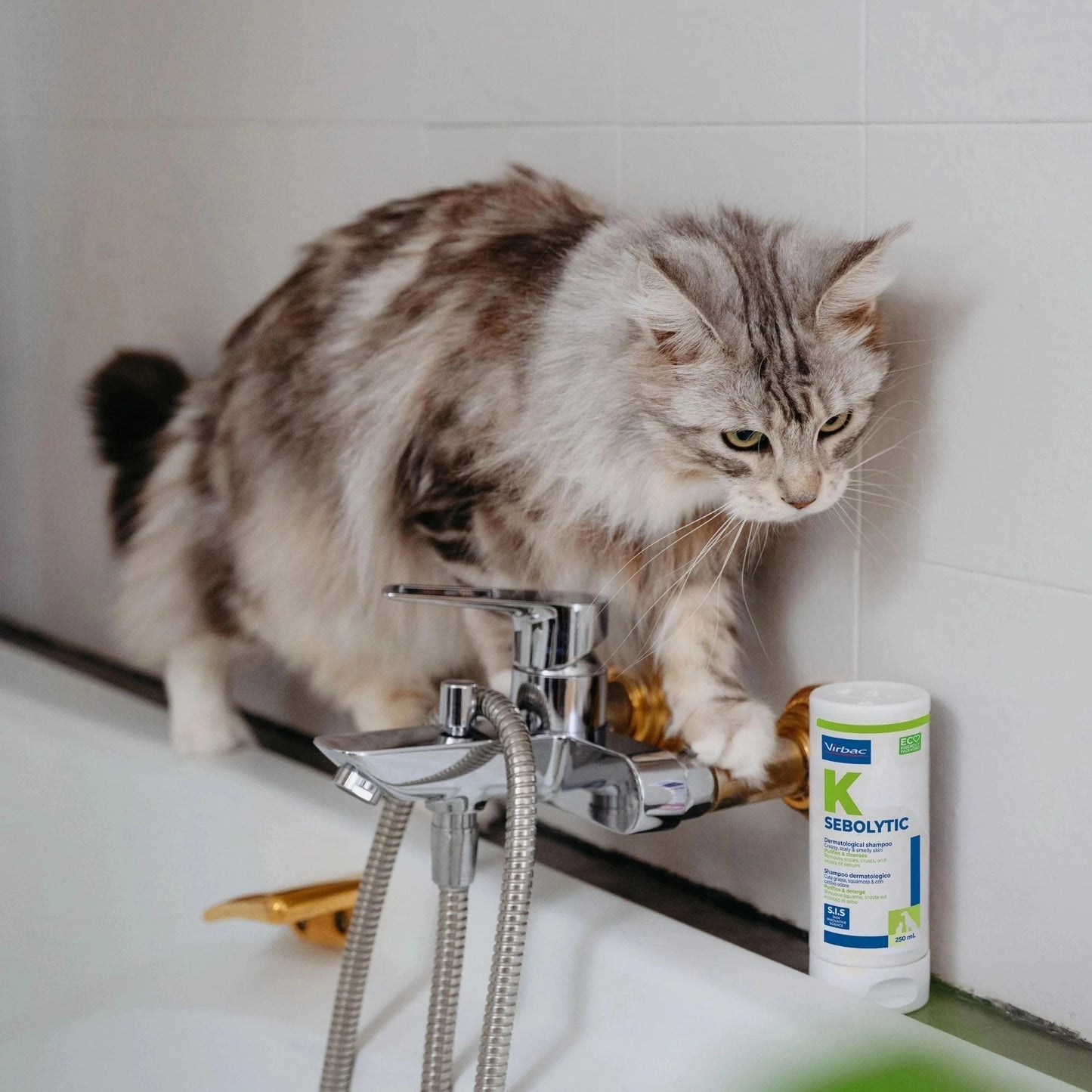 Gato de pelo gris largo y esponjoso tipo Siberiano o Maine Coon en la bañera explorando el borde junto al bote Sebomild K Sebolytic Virbac