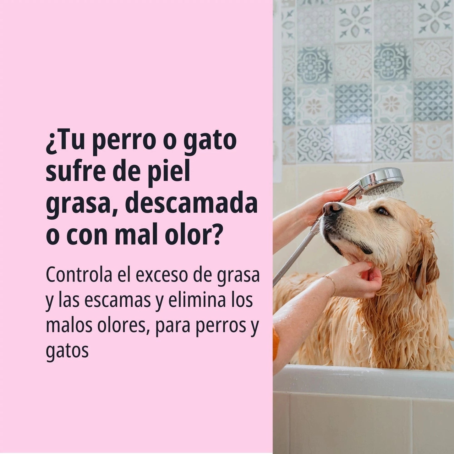 Golden Retriever bañándose con ducha de mano en interior de azulejo, texto ¿Tu perro o gato sufre de piel grasa, descamada o con mal olor? Controla el exceso de grasa y las escamas y elimina los malos olores para perros y gatos