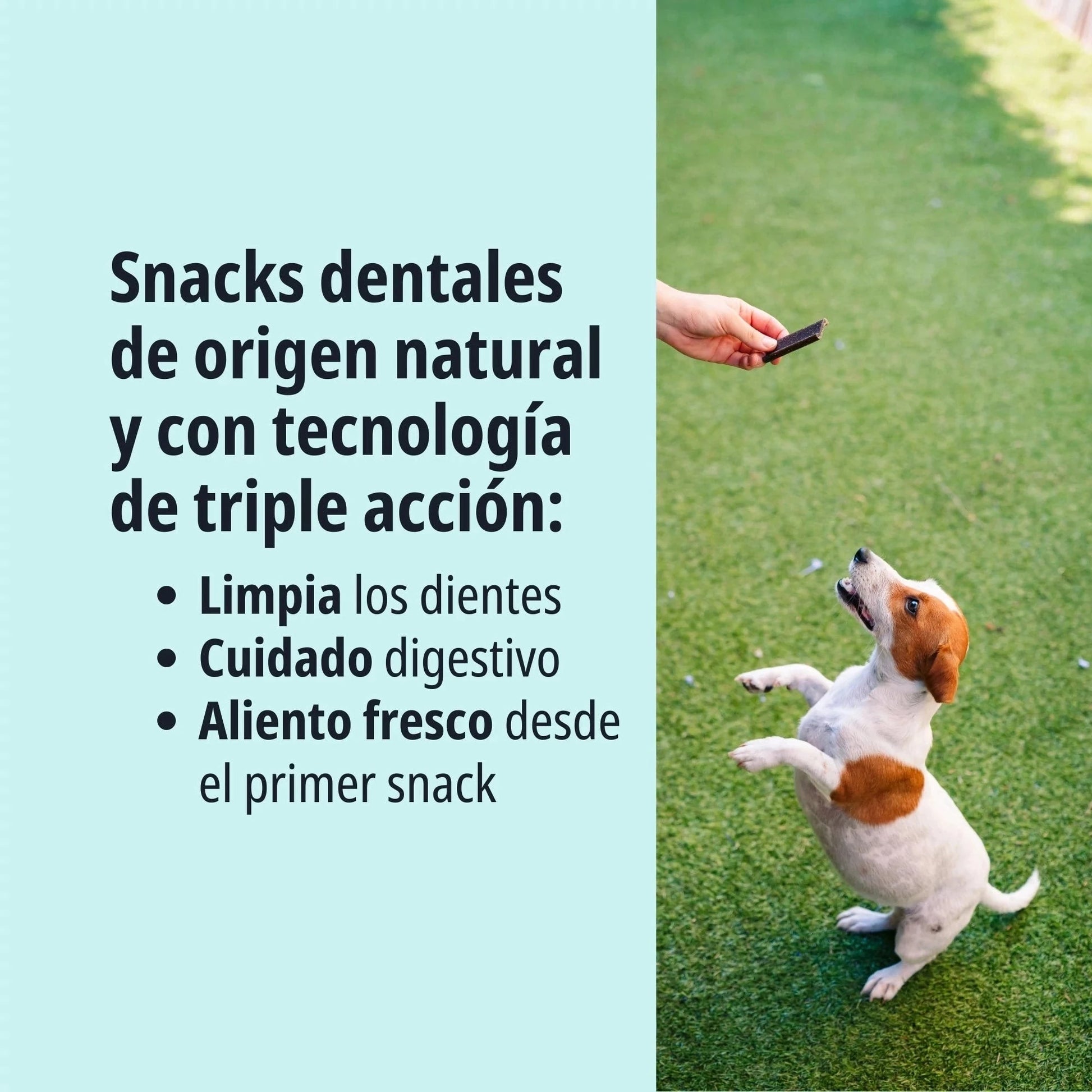 Persona ofreciendo un snack Veggiedent Fresh Virbac a un cachorro beagle blanco y marrón en un jardín, con texto triple acción de origen natural: limpia los dientes, cuidado digestivo y aliento fresco desde el primer snack