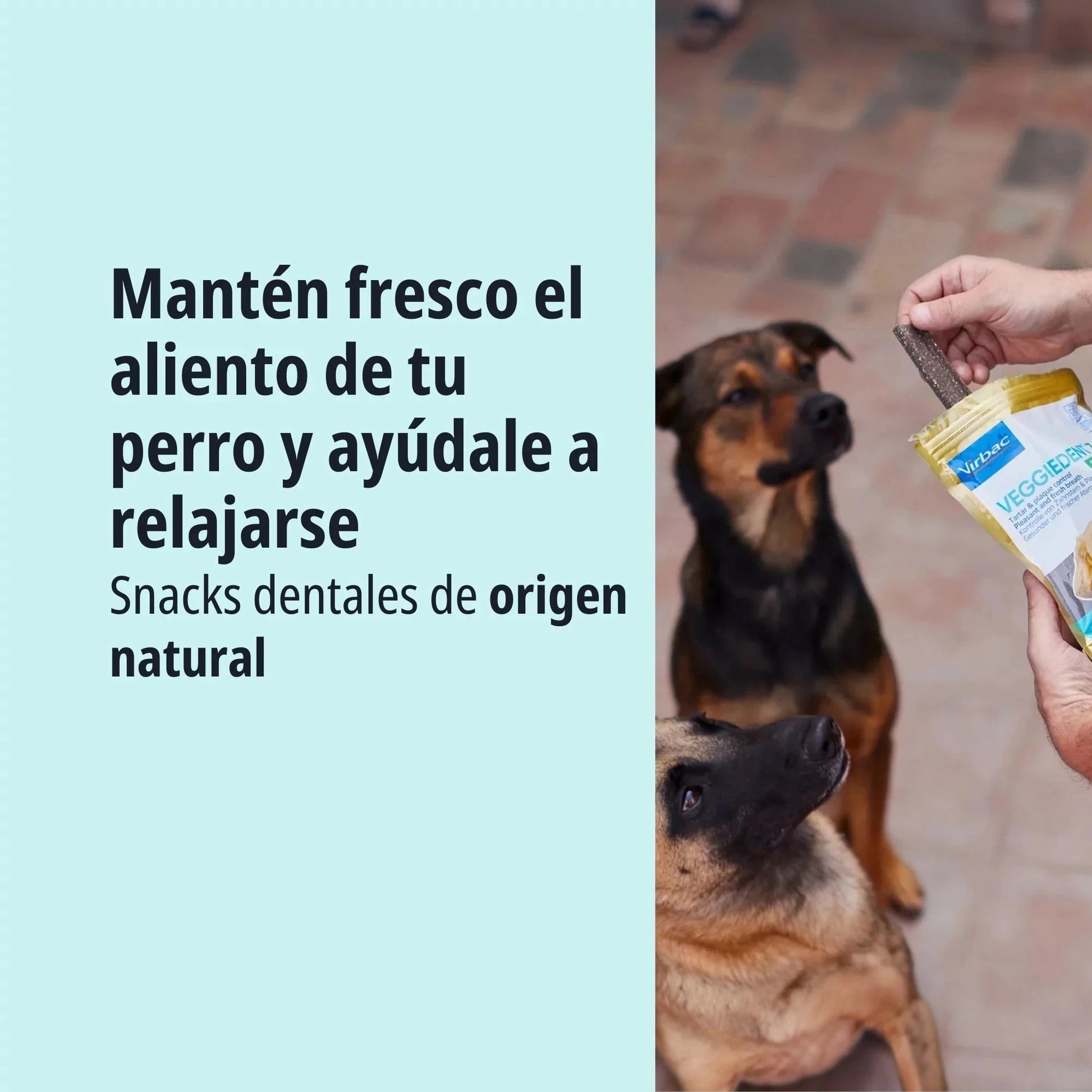 Persona mostrando la bolsa de Veggiedent ZEN Virbac a dos perros Malinois que la miran con atención, con texto Mantén fresco el aliento de tu perro y ayúdale a relajarse con snacks dentales de origen natural
