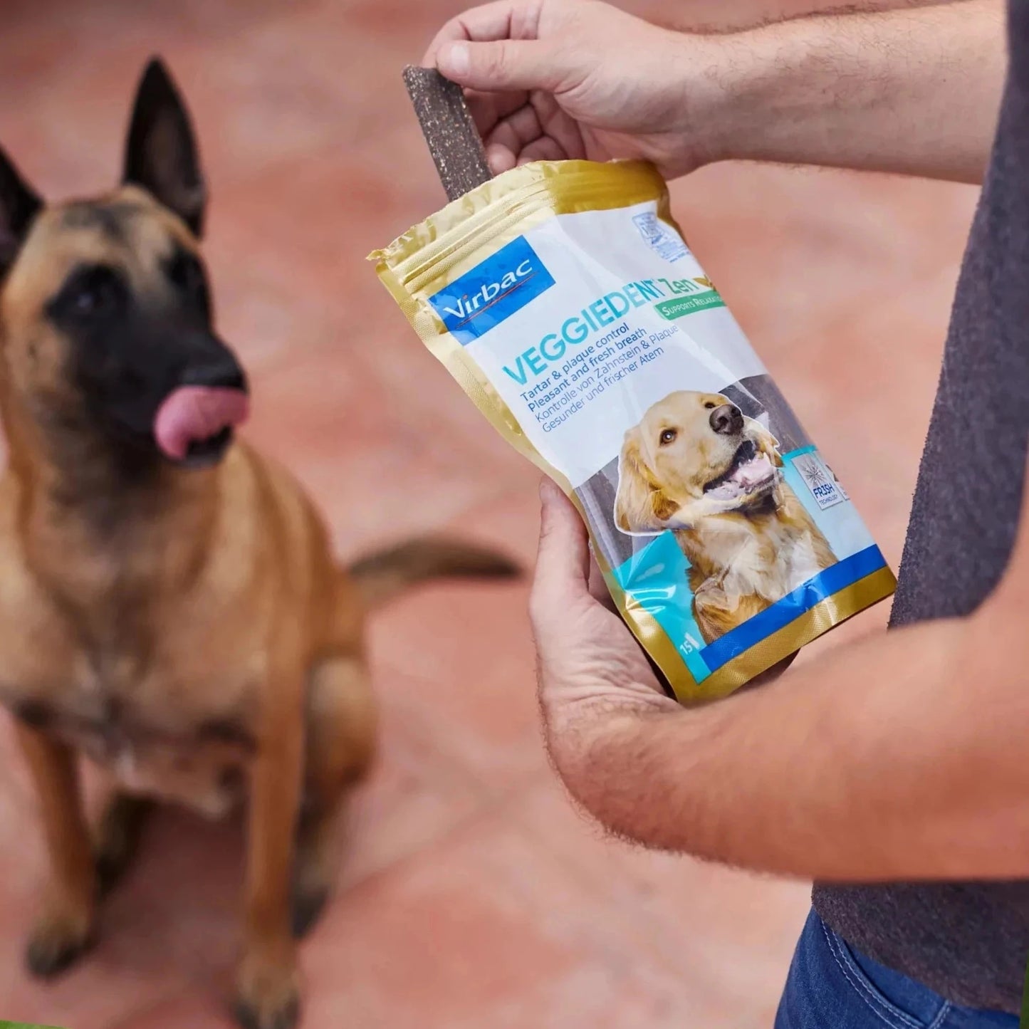 Persona sacando un snack Veggiedent ZEN Virbac de la bolsa dorada mientras un perro pastor belga Malinois la mira expectante con la lengua fuera