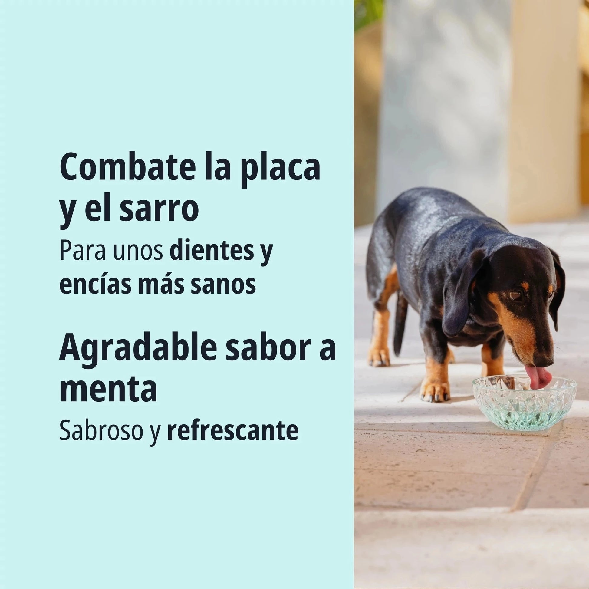 Perro Dachshund negro y fuego bebiendo de un bol de cristal al aire libre, texto Combate la placa y el sarro para unos dientes y encías más sanos, agradable sabor a menta, sabroso y refrescante