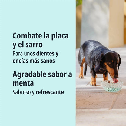 Perro Dachshund negro y fuego bebiendo de un bol de cristal al aire libre, texto Combate la placa y el sarro para unos dientes y encías más sanos, agradable sabor a menta, sabroso y refrescante
