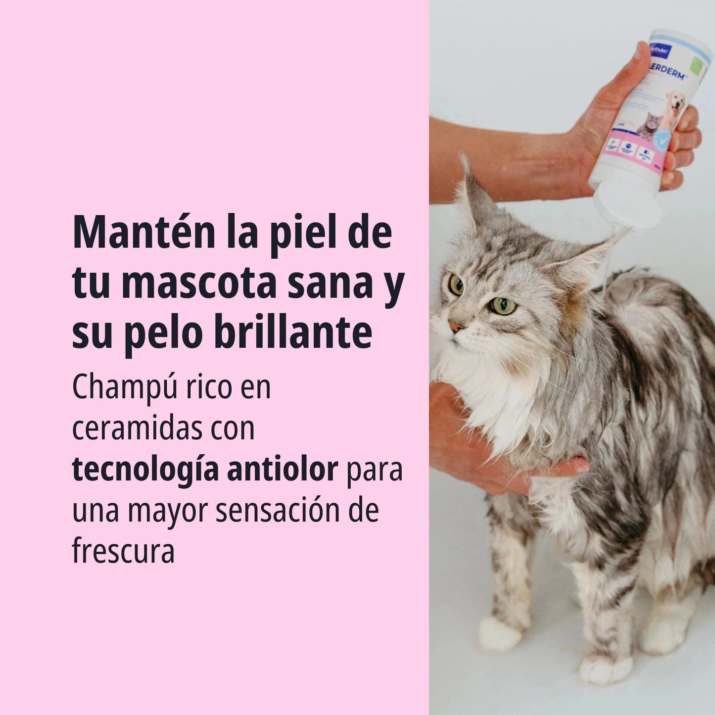 ALLERDERM CHAMPU PIEL NORMAL 250 ML