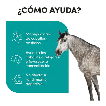 Infografía de cómo ayuda Zzen en el manejo diario de caballos ansiosos, con caballo gris
